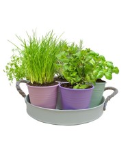 Bylinky vo vedierku sada 7 druhov, 7ks/bal