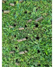 Prevzdušňovač Strend Pro Garden, rúrkový, 4 hrotý, 30x102 cm
