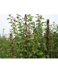 Tyč Garden Willow 160 cm, prútená, oporná k rastlinám